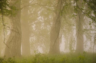 kalın sabah sis yaz ormandaki.