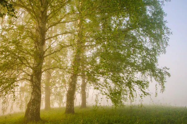 Gęstą mgłę rano w lesie lato. — Zdjęcie stockowe