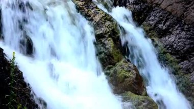 Sabah sisinde düşen su. Yoğun sabah sisinde düşen su. Uçurumdan düşen su. Bir su yüksekliğinden düşmek. Sisin içine düşen su. Yaz ormanında yoğun sabah sisi.