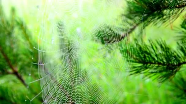 Telarañas en la niebla de la mañana. Wide Web juega con el viento. telaraña moviéndose en el viento. espesa niebla matutina en el bosque de verano. espesa niebla matutina en el bosque en el estanque. niebla densa en la mañana . — Vídeos de Stock