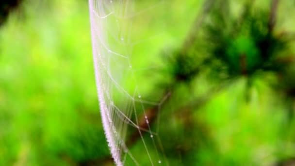 Spinnweben im Morgennebel. Wide Web spielt im Wind. Netz bewegt sich im Wind. Dichter Morgennebel im Sommerwald. Dichter Morgennebel im Wald am Teich. Dichter Nebel am Morgen. — Stockvideo