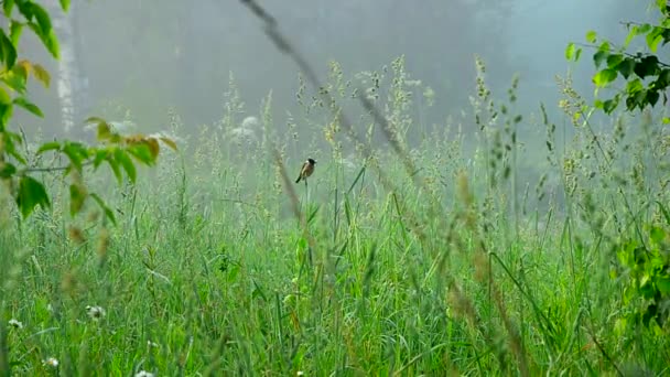 Oiseau chantant dans la forêt du matin. oiseaux chantant dans la brume du matin. oiseau dans un épais brouillard matinal. brouillard matinal épais dans la forêt d'été. brouillard matinal épais dans la forêt à l'étang . — Video