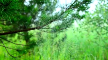 sabah sis örümcek ağları. Wide Web rüzgarda çalar. web rüzgarda hareket ediyor. yaz ormanında kalın sabah sis. gölet te ormanda kalın sabah sis. sabah yoğun sis.