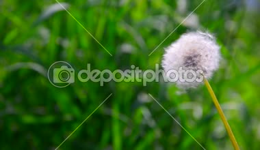 karahindiba Rüzgardaki oynar. Üfleme karahindiba tohum Rüzgar ve her yerde dağılım. Rüzgarın Dmuchawce tohumları. rüzgarda wind.dandelion tarafından üflenir kök kabarık karahindiba.
