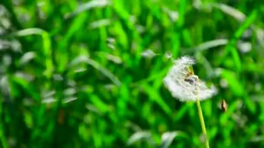 karahindiba Rüzgardaki oynar. Üfleme karahindiba tohum Rüzgar ve her yerde dağılım. Rüzgarın Dmuchawce tohumları. rüzgarda wind.dandelion tarafından üflenir kök kabarık karahindiba.