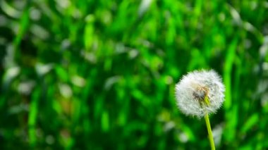 karahindiba Rüzgardaki oynar. Üfleme karahindiba tohum Rüzgar ve her yerde dağılım. Rüzgarın Dmuchawce tohumları. rüzgarda wind.dandelion tarafından üflenir kök kabarık karahindiba.
