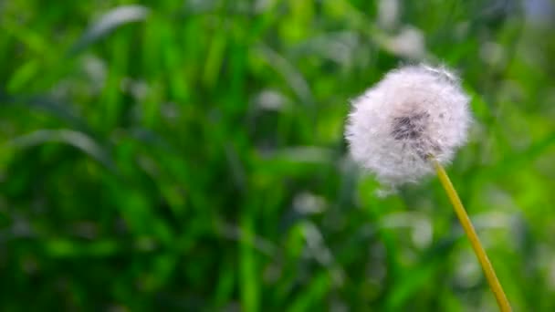 Maskros i vinden spelar. Vinden blåser maskros frön och skingra överallt. maskros frön i vinden. på stammen fluffiga maskros blåst av wind.dandelion i vinden. — Stockvideo