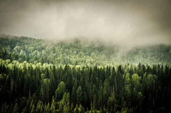 thick morning fog in the summer forest