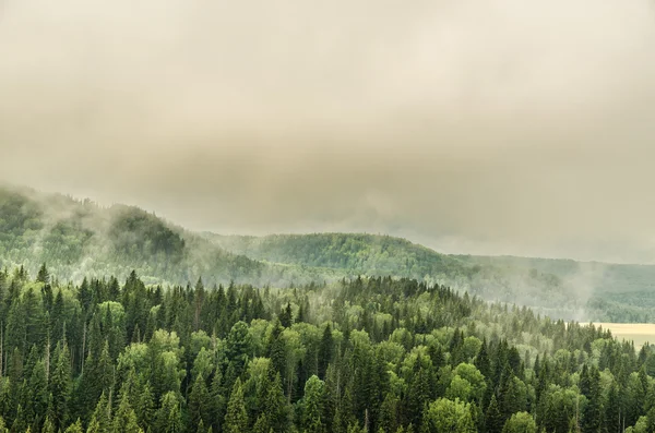 Brouillard matinal épais dans la forêt d'été — Photo