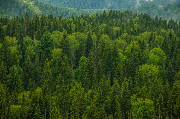 Brouillard matinal épais dans la forêt d'été — Photo