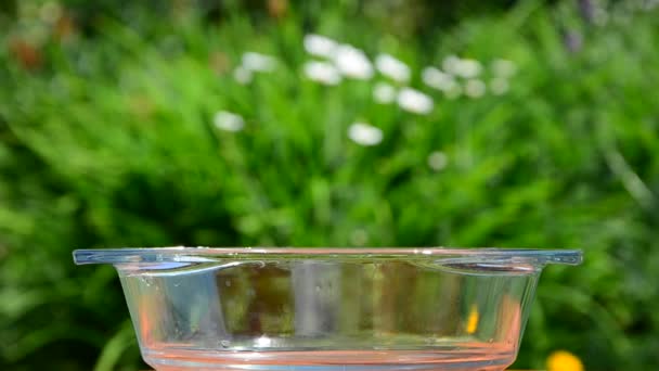 Pois verts renversés. petits pois dans un récipient. versé dans un bol. petites portions. journée ensoleillée d'été. vent agite l'herbe  . — Video