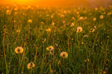 kalın sabah sis yaz ormandaki