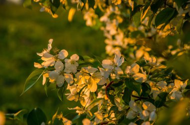 yoğun sabah sis çiçeklenir