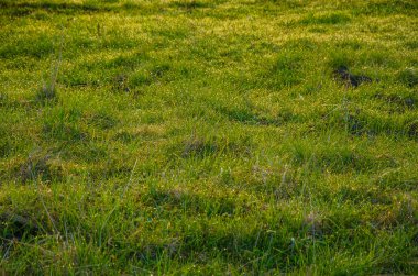 Sabahın erken saatlerinde, yeşil bir çimenlikte 