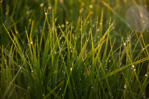 On a green lawn in the early foggy morning — Stock Photo, Image