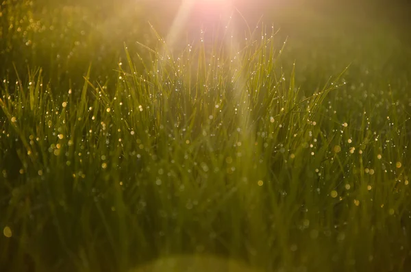 Su un prato verde al mattino presto nebbioso — Foto Stock