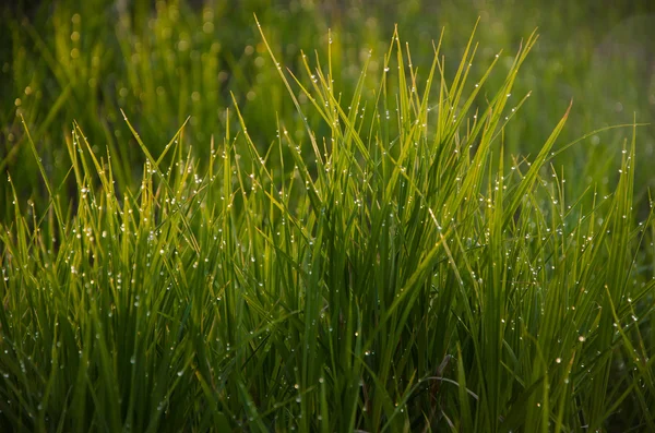 Op een groen grasveld in de vroege mistige ochtend — Stockfoto