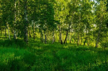 yeşil yemyeşil çim kaplı çayır