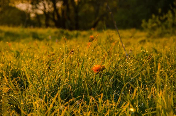 Dichter Morgennebel im Sommerwald — Stockfoto