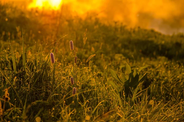 Fitta nebbia mattutina nella foresta estiva — Foto Stock