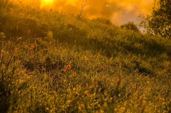 Niebla espesa de la mañana en el bosque de verano — Foto de Stock