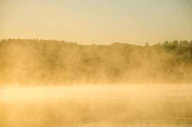 kalın sabah sis yaz ormandaki