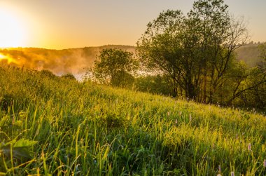 kalın sabah sis yaz ormandaki