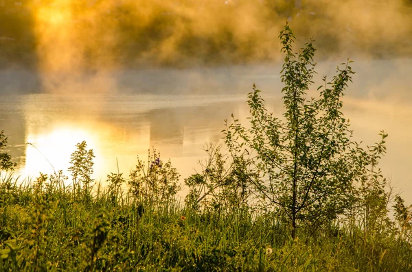 kalın sabah sis yaz ormandaki