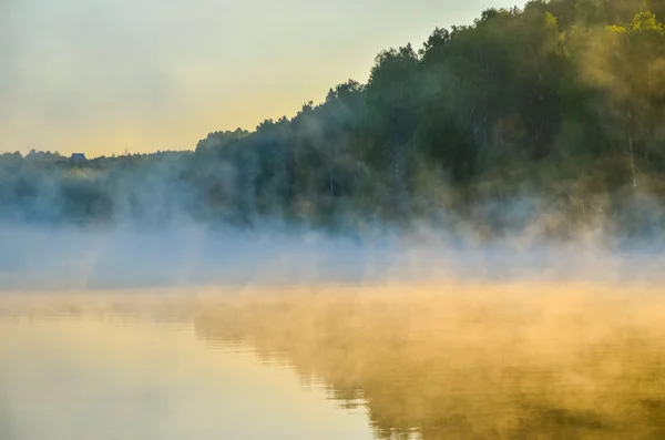 Hustá ranní mlha v lese letní — Stock fotografie