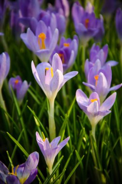 Genç çiğdemler sadece çiçek açmaya başladı.
