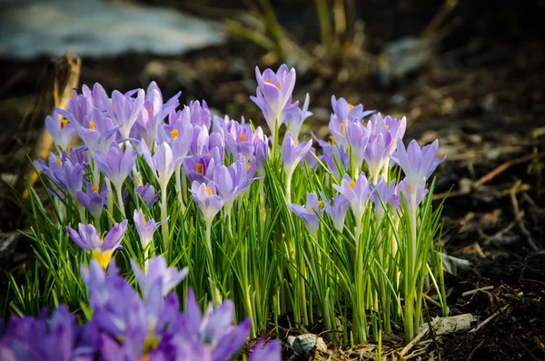 Young crocuses just started to blossom — Stock Photo, Image
