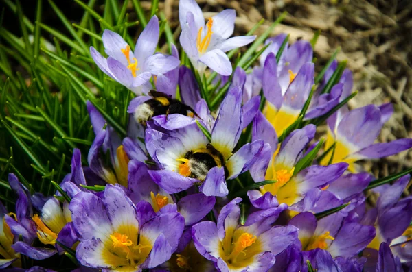 Young crocuses just started to blossom