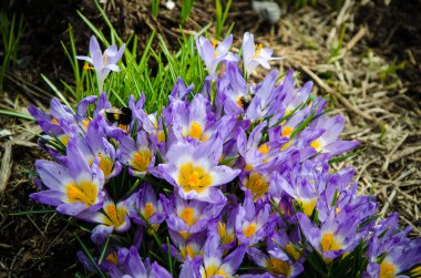 Genç çiğdemler sadece çiçek açmaya başladı.
