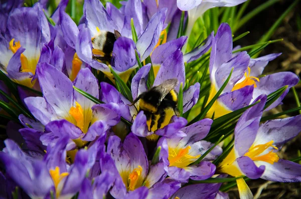 Young crocuses just started to blossom