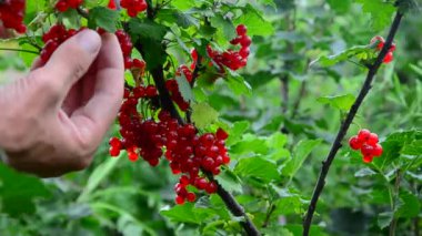 somun koleksiyonu. Olgun kırmızı kuş üzümü meyveleri toplar