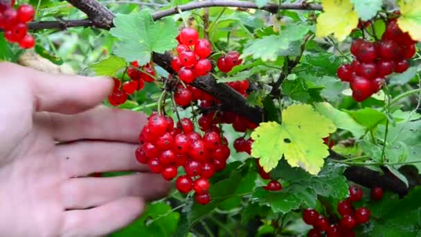 红浆果的集合。收集成熟的红醋栗浆果 — 图库视频影像