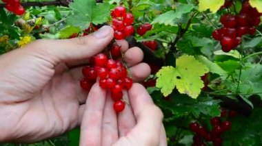 somun koleksiyonu. Olgun kırmızı kuş üzümü meyveleri toplar