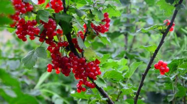 somun koleksiyonu. Olgun kırmızı kuş üzümü meyveleri toplar
