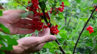somun koleksiyonu. Olgun kırmızı kuş üzümü meyveleri toplar
