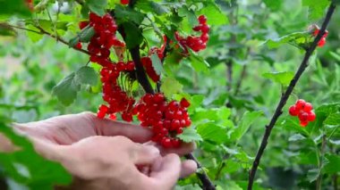 somun koleksiyonu. Olgun kırmızı kuş üzümü meyveleri toplar