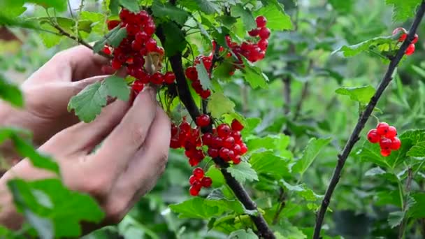 Colección de grosellas rojas. recoge bayas de grosella roja maduras — Vídeo de stock