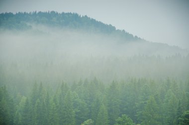 kalın sabah sis yaz ormandaki.