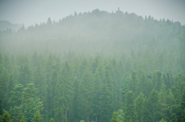 kalın sabah sis yaz ormandaki.