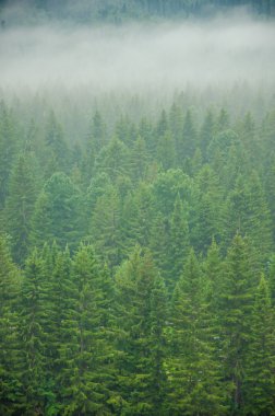 kalın sabah sis yaz ormandaki.