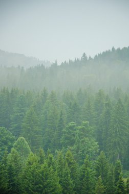 kalın sabah sis yaz ormandaki.