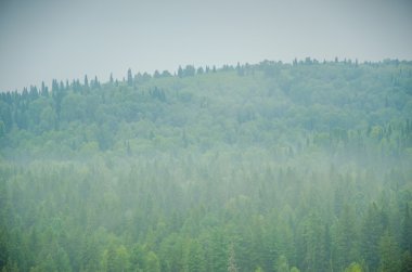 kalın sabah sis yaz ormandaki.