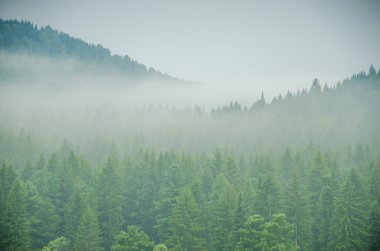 kalın sabah sis yaz ormandaki.