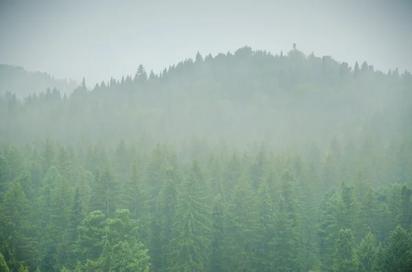 Dichter Morgennebel im Sommerwald. — Stockfoto