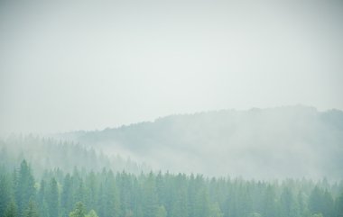 kalın sabah sis yaz ormandaki.