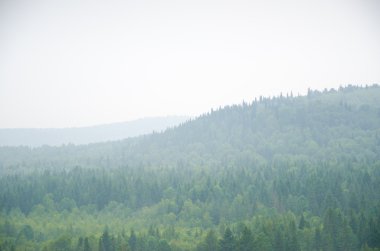 kalın sabah sis yaz ormandaki.